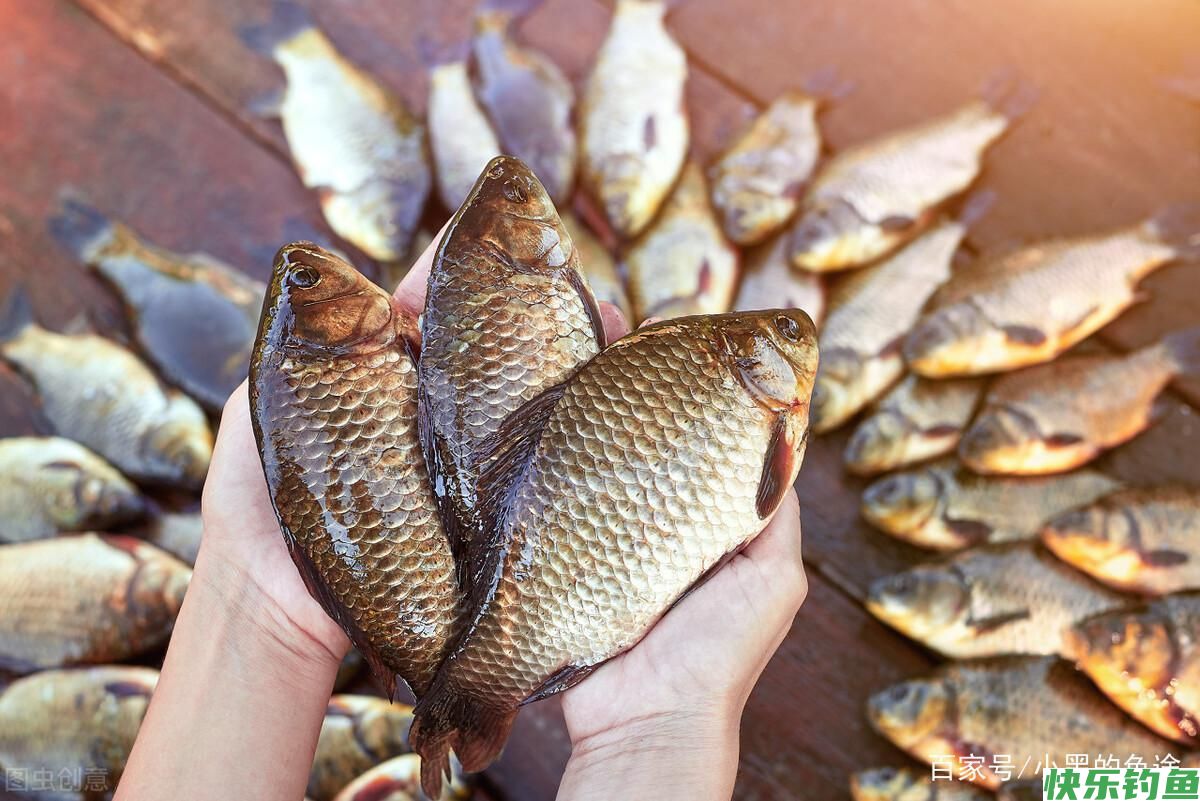 野钓鲫鱼该调几钓几？三种方案应对所有鱼情，这套思路钓王都在用(图6)