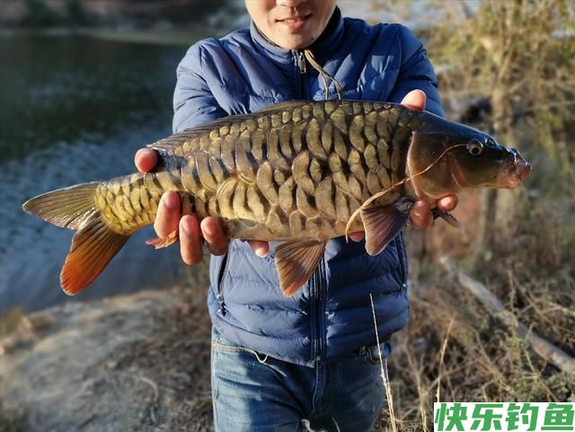 二探安宁张保友梨园水库，有心钓鲫鱼无口，无心钓获奇怪大鲤鱼(图8)