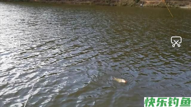 二探安宁张保友梨园水库，有心钓鲫鱼无口，无心钓获奇怪大鲤鱼(图6)
