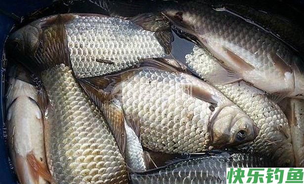 野钓经验谈之四 鲫鱼最爱吃的饵料 别担心你我都有(图2)