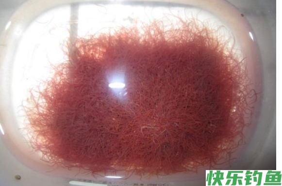 野钓经验谈之四 鲫鱼最爱吃的饵料 别担心你我都有(图5)