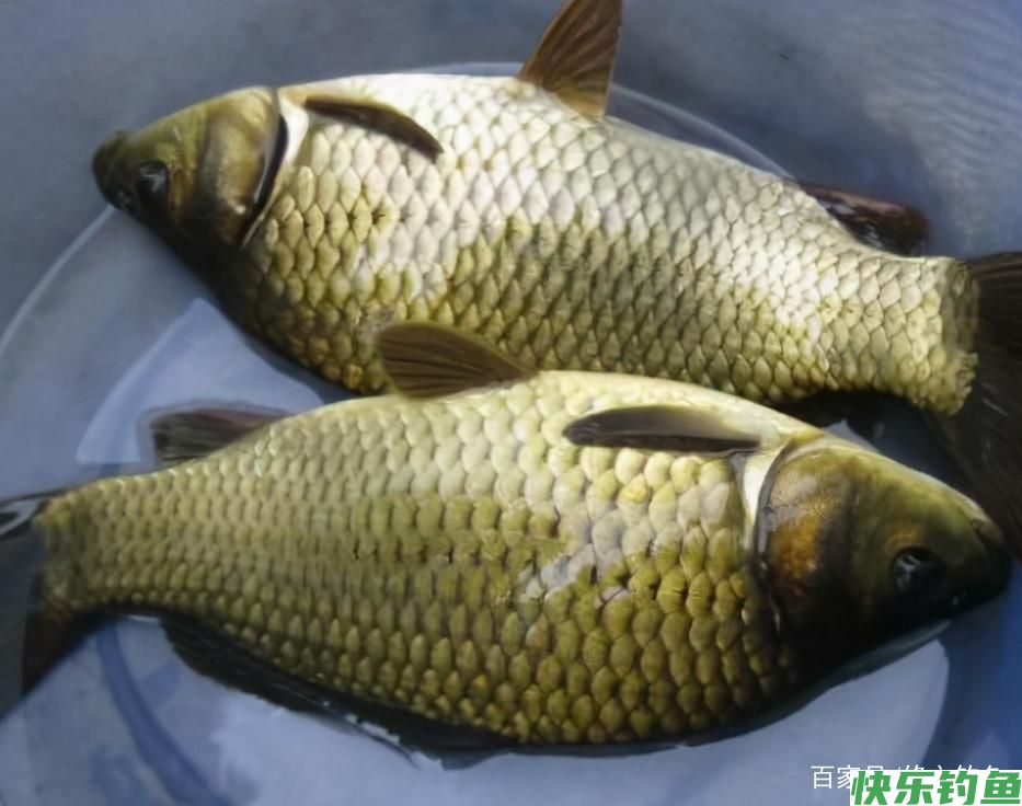 分享几个冬钓鲫鱼饵料开制小技巧，快快收藏(图3)