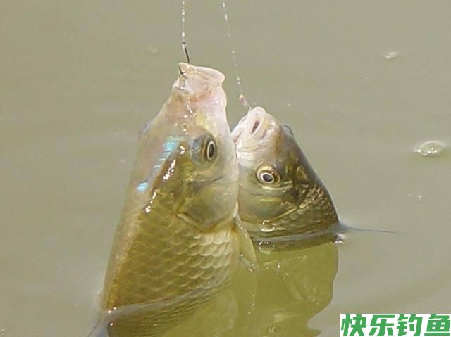 野钓鲫鱼技巧(图2)