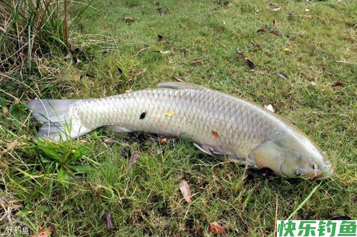 如何在寒冷的冬天里钓到大鱼，7个建议(图2)