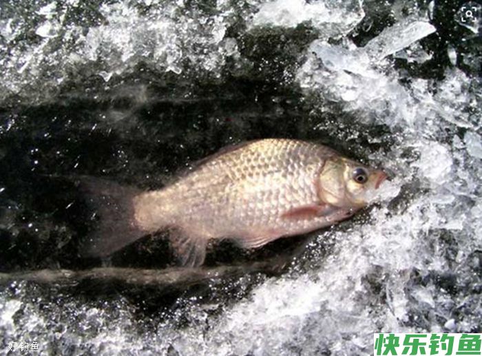 冬季冰钓鲫鱼的两个小技巧(图1)
