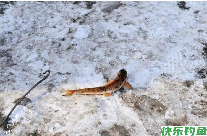 冬季冰钓鲫鱼的两个小技巧(图3)