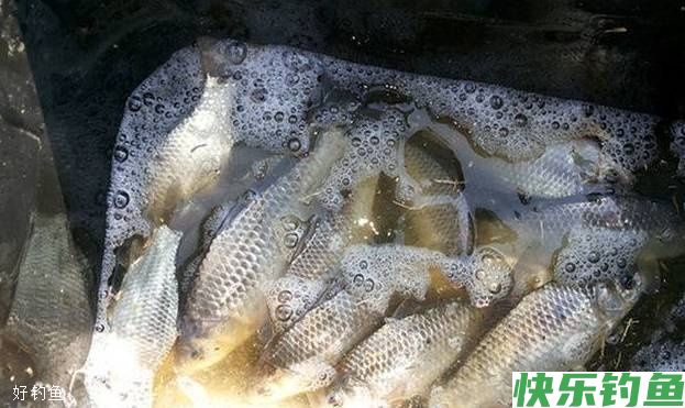 冬钓有十个好处你知道吗,看完以后都不想封竿了(图4) 冬钓有十个好处你知道吗,看完以后都不想封竿了(图4)