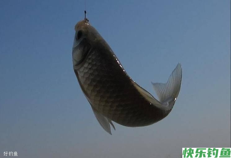 冬钓有十个好处你知道吗,看完以后都不想封竿了(图5) 冬钓有十个好处你知道吗,看完以后都不想封竿了(图5)