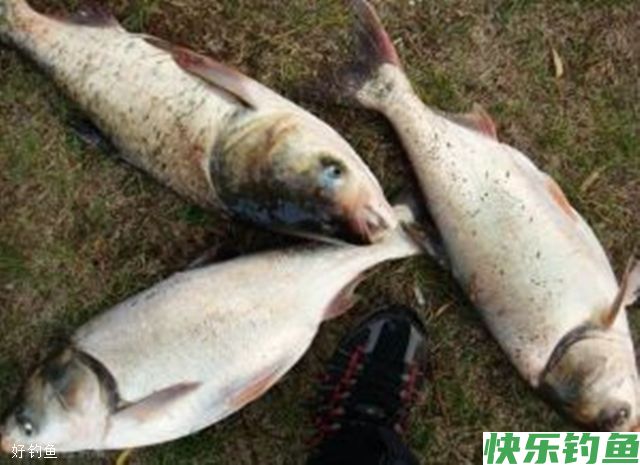 野钓白鲢钓底还是钓浮？如何选择钓点(图2)