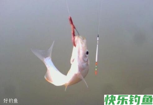 不同天气在清水垂钓大鱼的三大策略(图2)
