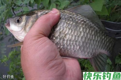 野钓、台钓定层打浮钓鲫鱼的技巧(图2)