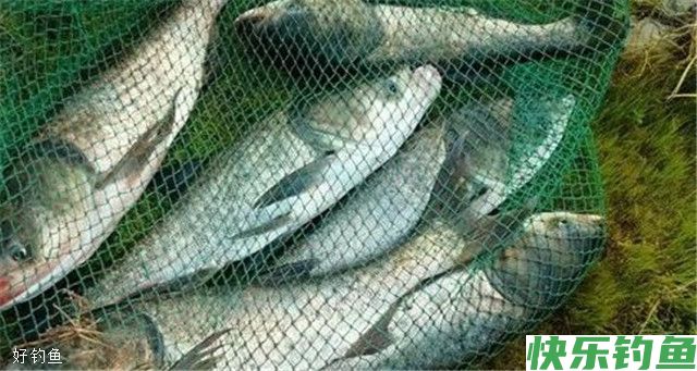 秋季野钓鲢鱅的三方面关键点(图3)