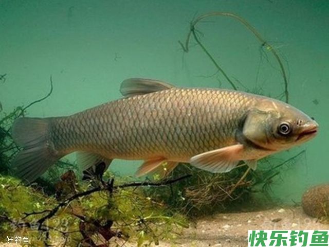 秋季野钓大鱼时的3个选漂技巧(图1)
