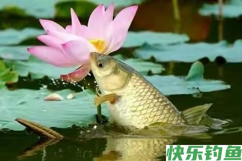 野钓鲫鱼到底用多大鱼钩合适?(图2) 野钓鲫鱼到底用多大鱼钩合适?(图2)