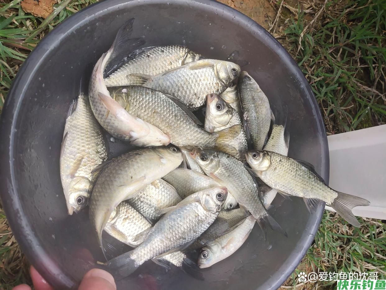 如何配一套野钓鲫鱼的饵料(图3)
