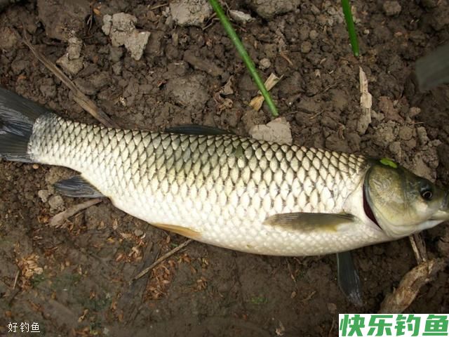 初冬钓鱼老是空竿都是这两种漂相误区惹的祸(图1)