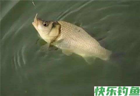 冬季钓鱼要小而精才能保证上鱼效果(图1)
