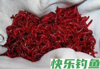冬季钓鱼心慌慌，爆护技巧帮你忙(图1)