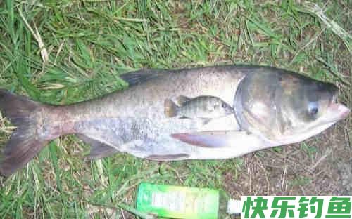 冬钓鲫鱼夏鲢鳙，的四个实用技巧(图3)