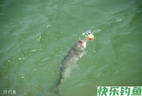 冬钓鲫鱼夏鲢鳙，的四个实用技巧(图1)