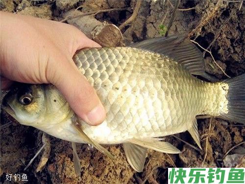 冬天钓鲫鱼的促食钓法之钓鲫鱼那几招(图1)