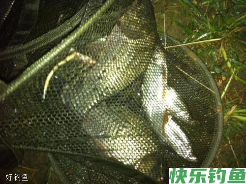 冬天钓鲫鱼的促食钓法之钓鲫鱼那几招(图2)