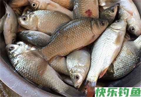 冬季垂钓能让钓鱼小白看后秒懂的调漂技能(图2)