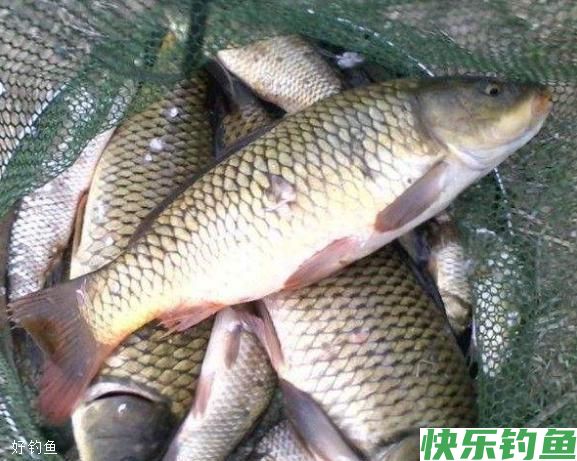 水库冬钓大板鲫，这些技巧让你钓到手软(图3)