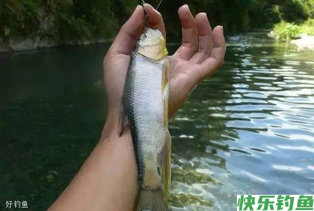 水库冬钓大板鲫，这些技巧让你钓到手软(图2)