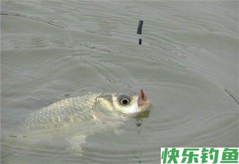冬钓鲫鱼新方法，让你狂拉过瘾