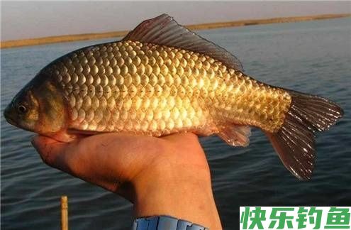 初冬季节如何垂钓鲫鱼，3个技巧来帮你(图2)