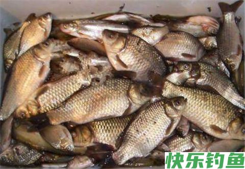 冬钓选钓位的4个关键性指标(图1)