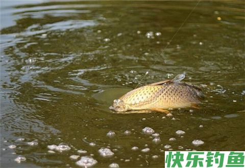 冬鲫要想钓得好，选漂调漂很重要(图2)