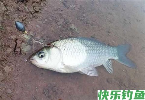 为您揭晓冬天钓鲫鱼的6个不传之秘(图1)