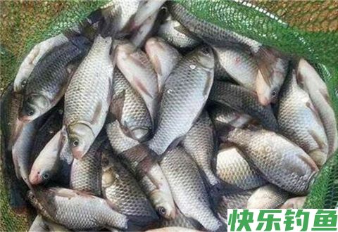 冬季钓鱼找不到鱼窝吗？马上告诉您(图2)
