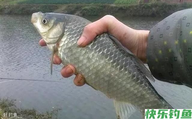冬季钓鱼找不到鱼窝吗？马上告诉您(图1)
