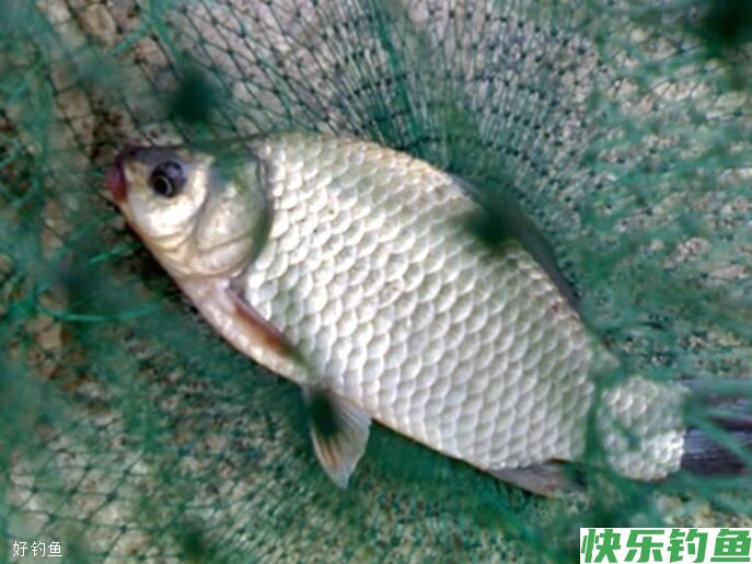 3分钟就能学会的冬季野钓鲫鱼攻略(图2)