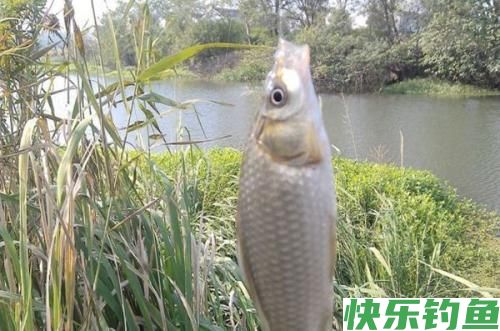 都说冬天钓鱼要钓草，可这几种草也不能钓(图1)