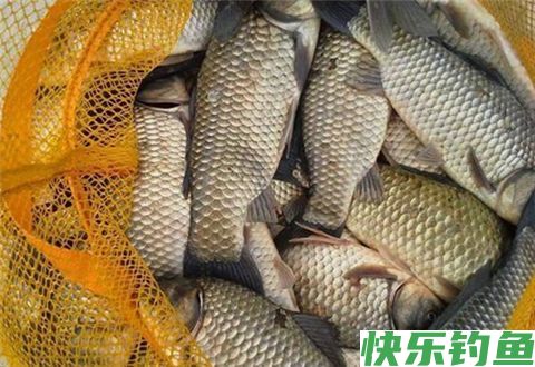 想要钓好鲫鱼，先要了解鲫鱼的习性(图2)