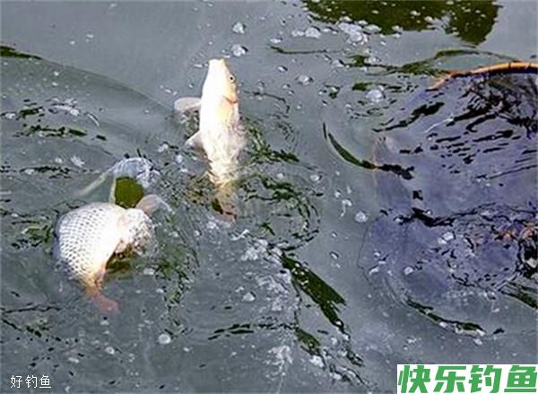 钓鱼没口是什么原因？(图2)