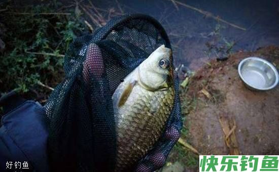冬钓鲫鱼，选好钓位让你事半功倍(图1)