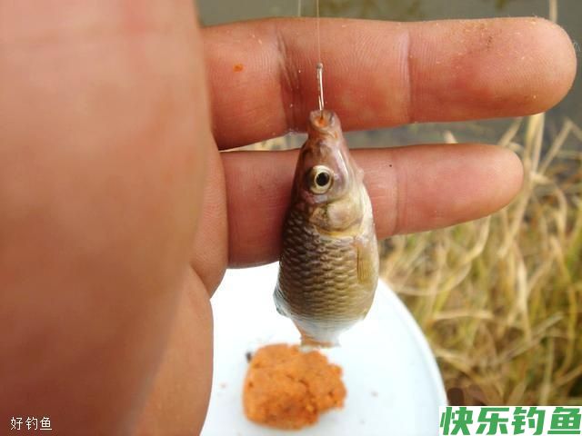 冬钓鲫鱼，选好钓位让你事半功倍(图2)
