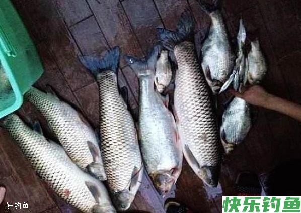冬钓鲫鱼,这3点技巧你必须要知道(图1) 冬钓鲫鱼,这3点技巧你必须要知道(图1)