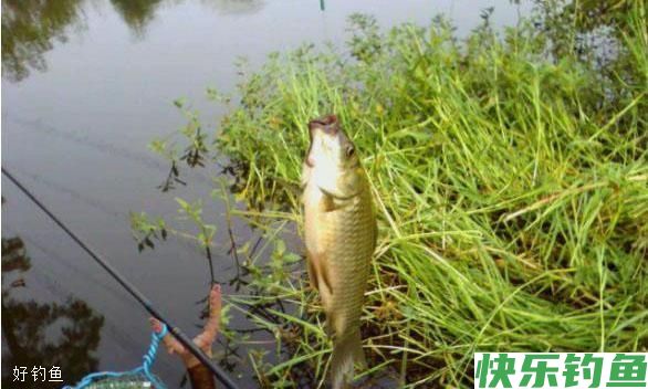 传统单钩双坠立漂钓鲫，抛投稳不缠线(图2)