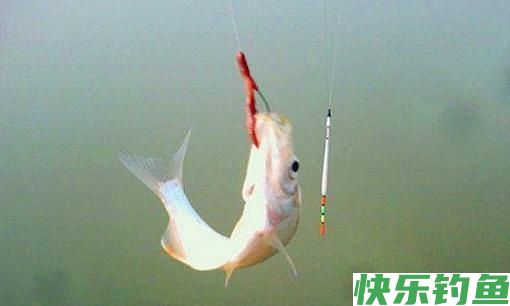 传统单钩双坠立漂钓鲫，抛投稳不缠线(图1)