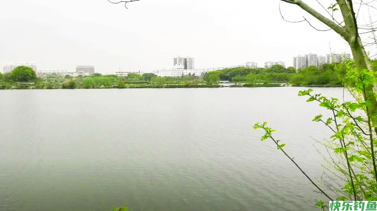 假日在武汉城区这处湖泊野钓，位置偏僻水面广，大板鲫一条接一条(图7)