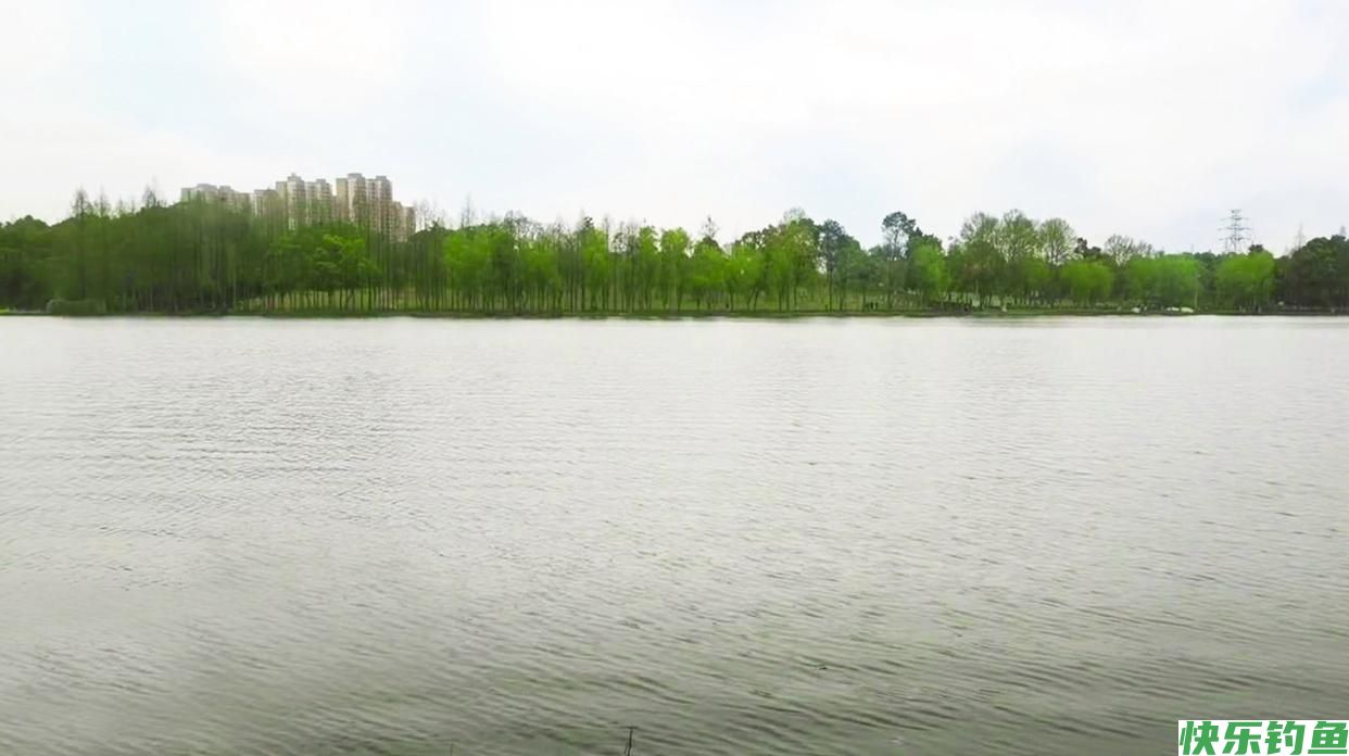 假日在武汉城区这处湖泊野钓，位置偏僻水面广，大板鲫一条接一条(图6)