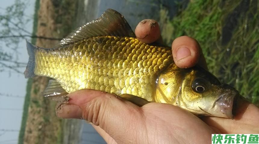 3招教你钓大鱼，野钓大板鲫不是梦(图1)