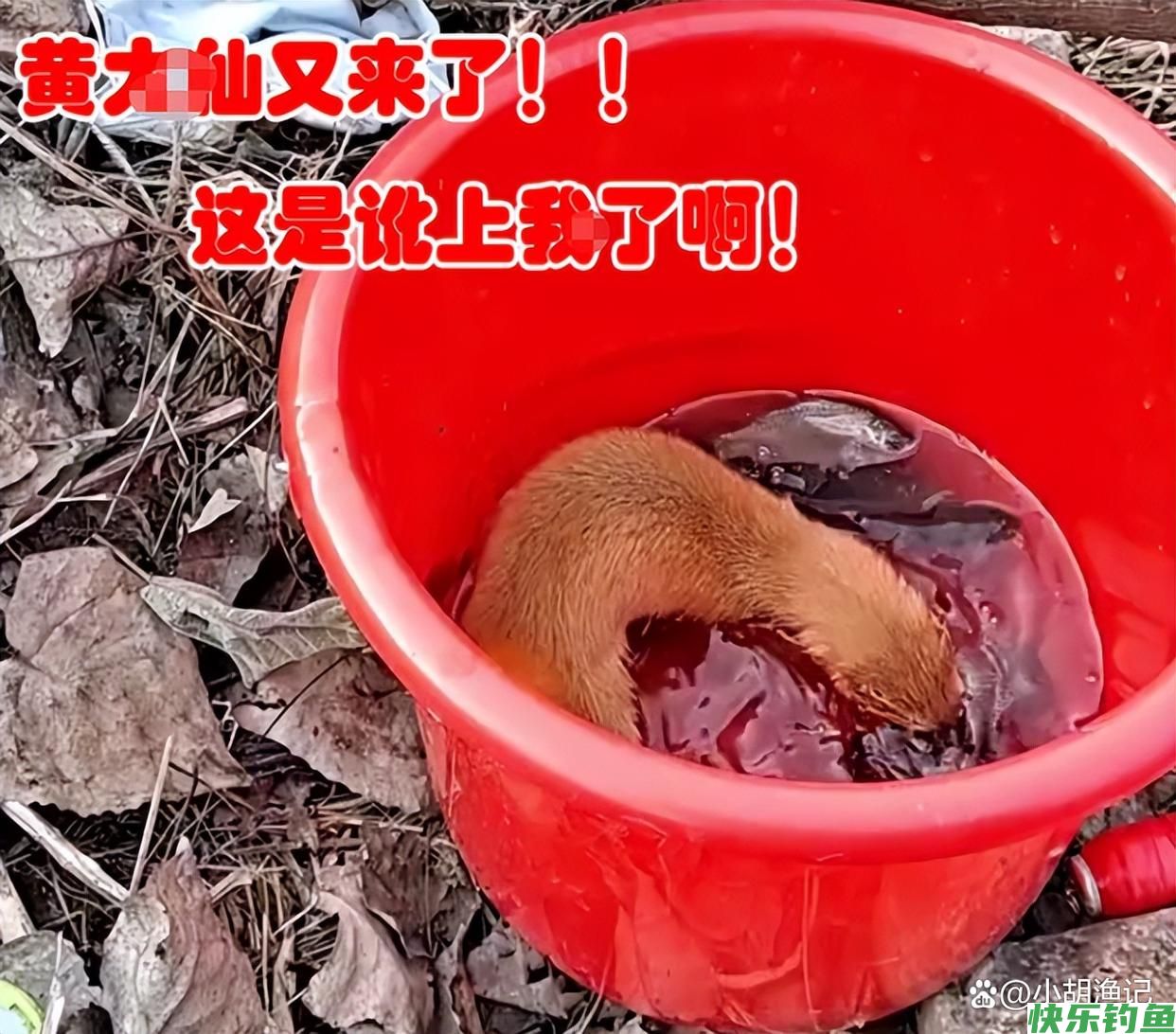 不给就抢！湖北男子野钓被黄鼠狼打劫，男子：来就来，还带着老婆(图7)