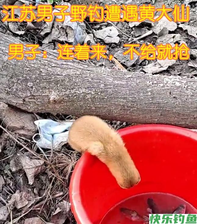 不给就抢！湖北男子野钓被黄鼠狼打劫，男子：来就来，还带着老婆(图8)
